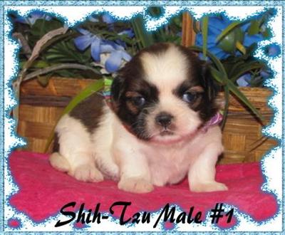 Shih Tzu Puppies for Sale